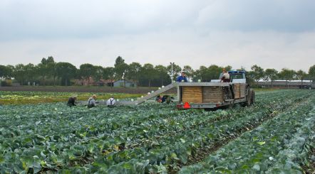 Omega HARVESTING BELT